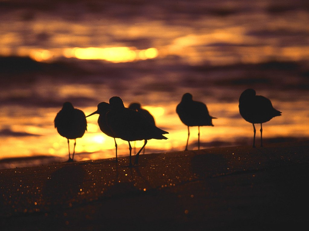 Sandpiper Sunset, La Jolla, California